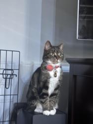 Lost Female Cat last seen Persimmon Ridge Road, Clarksburg, MD 20871