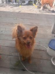 Reunited Male Dog last seen Larkin Ave and highland st , Elgin, IL 60123