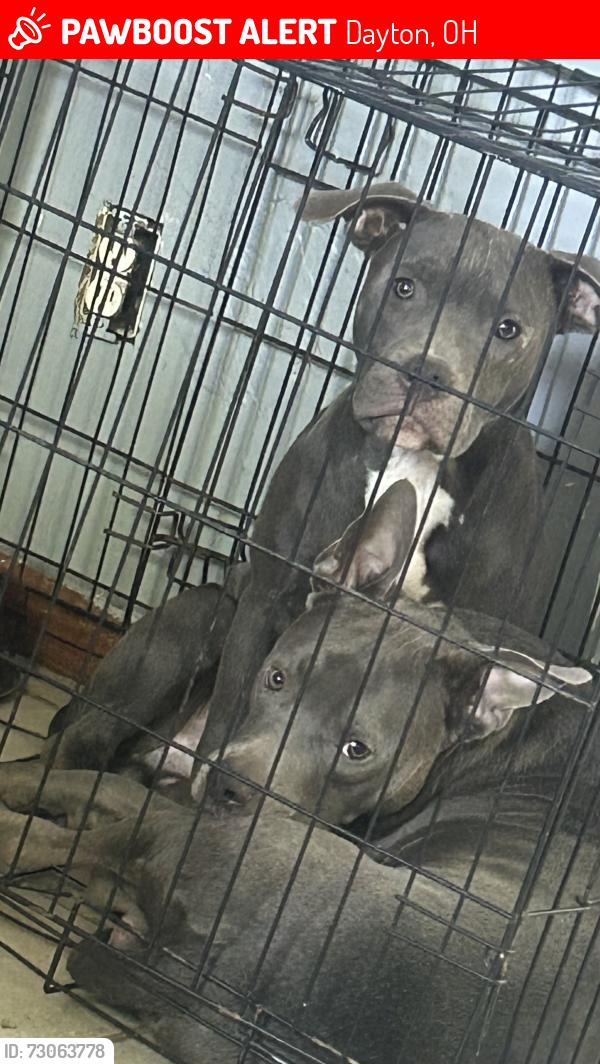 Lost Male Dog last seen James h McGee, Dayton, OH 45402
