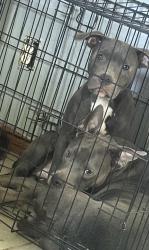 Lost Male Dog last seen James h McGee, Dayton, OH 45402