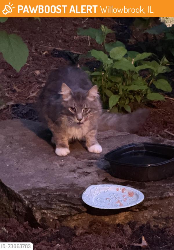 Found/Stray Unknown Cat last seen 63rd & Bentley, Willowbrook, IL, Willowbrook, IL 60527