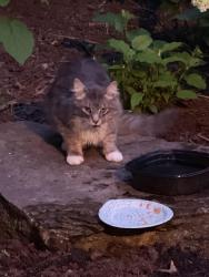 Found/Stray Unknown Cat last seen 63rd & Bentley, Willowbrook, IL, Willowbrook, IL 60527