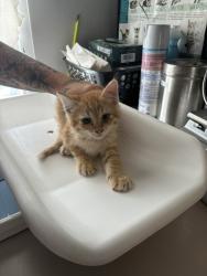 Shelter Stray Male Cat last seen Near E Roosevelt Avenue, SALT LAKE CITY, UT, 84105, 511 W 3900 S, Salt Lake City, UT 84123, USA
