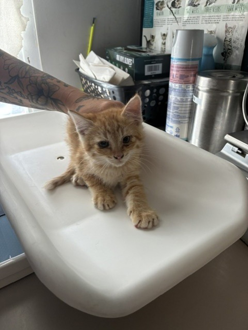 Shelter Stray Male Cat last seen Near E Roosevelt Avenue, SALT LAKE CITY, UT, 84105, 511 W 3900 S, Salt Lake City, UT 84123, USA