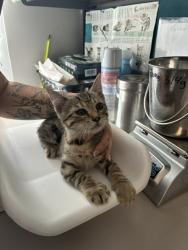 Shelter Stray Male Cat last seen Near E Roosevelt Avenue, SALT LAKE CITY, UT, 84105, 511 W 3900 S, Salt Lake City, UT 84123, USA