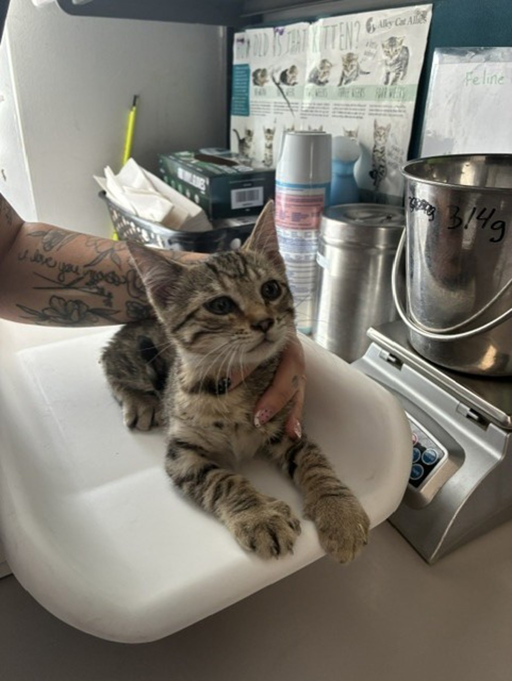 Shelter Stray Male Cat last seen Near E Roosevelt Avenue, SALT LAKE CITY, UT, 84105, 511 W 3900 S, Salt Lake City, UT 84123, USA