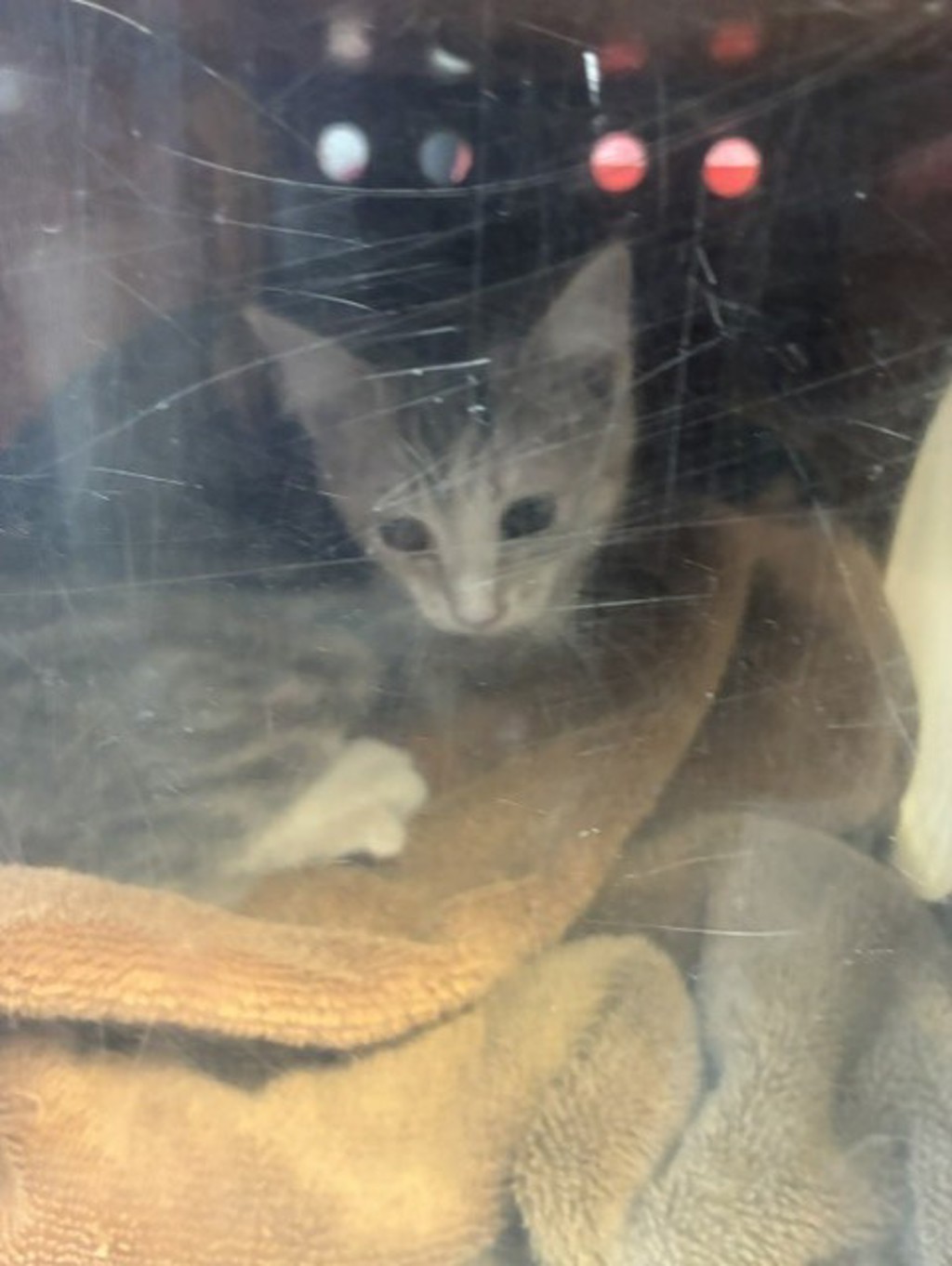 Shelter Stray Female Cat last seen Near E Roosevelt Avenue, SALT LAKE CITY, UT, 84105, 511 W 3900 S, Salt Lake City, UT 84123, USA