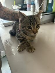 Shelter Stray Male Cat last seen Near E Roosevelt Avenue, SALT LAKE CITY, UT, 84105, 511 W 3900 S, Salt Lake City, UT 84123, USA