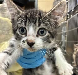 Shelter Stray Male Cat last seen NW Phoenix Dr and NW Frontage Rd, TROUTDALE, OR, 97060, 1700 W Historic Columbia River Hwy, Troutdale, OR 97060, USA