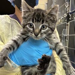 Shelter Stray Female Cat last seen NW Phoenix Dr and NW Frontage Rd, TROUTDALE, OR, 97060, 1700 W Historic Columbia River Hwy, Troutdale, OR 97060, USA