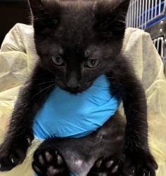 Shelter Stray Male Cat last seen NE 42nd & NE Emerson st, PORTLAND, OR, 97211, 1700 W Historic Columbia River Hwy, Troutdale, OR 97060, USA