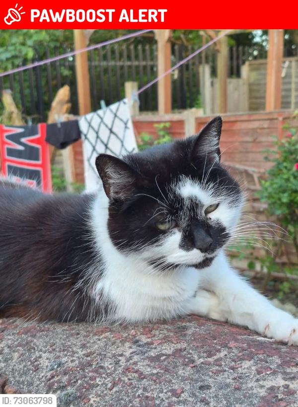 Lost Female Cat last seen Tyseley, Tyseley, England B11 2JH