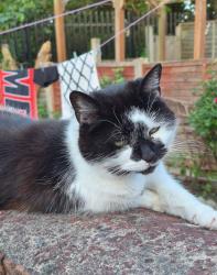 Lost Female Cat last seen Tyseley, Tyseley, England B11 2JH