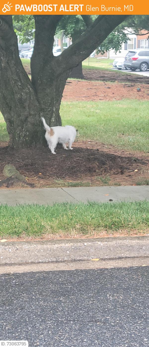 Found/Stray Unknown Dog last seen Allen Road Glen burnie, Glen Burnie, MD 21061