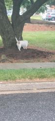 Found/Stray Unknown Dog last seen Allen Road Glen burnie, Glen Burnie, MD 21061