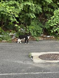 Found/Stray Unknown Cat last seen Barclay Square Shopping Center, Upper Darby Township, PA 19082