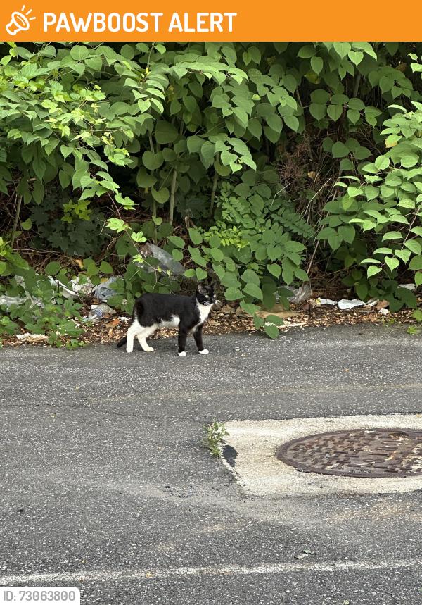 Found/Stray Unknown Cat last seen Barclay Square Shopping Center, Upper Darby Township, PA 19082