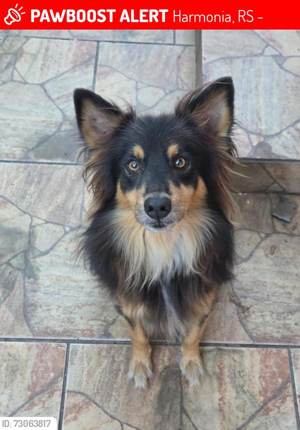 Lost Male Dog last seen Rua Negrinho Santos, Harmonia, RS 92325-200
