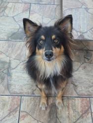 Lost Male Dog last seen Rua Negrinho Santos, Harmonia, RS 92325-200