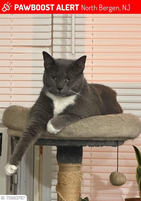 Lost Female Cat last seen Near premier Hotel, days inn , North Bergen, NJ 07047