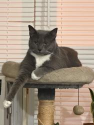 Lost Female Cat last seen Near premier Hotel, days inn , North Bergen, NJ 07047