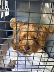 Reunited Female Dog last seen Orinda Library, Orinda, CA 94563