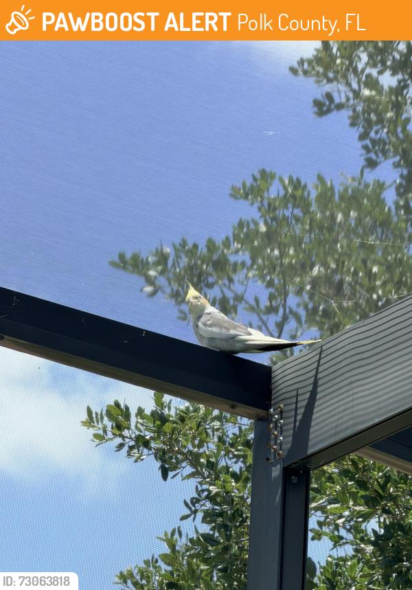 Found/Stray Unknown Bird last seen Oakbourne avenue, Polk County, FL 33837
