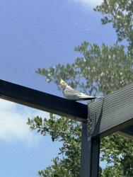 Found/Stray Unknown Bird last seen Oakbourne avenue, Polk County, FL 33837