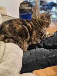 Reunited Female Cat last seen Twelvepole and Clarks Fork, Raleigh, NC 27616