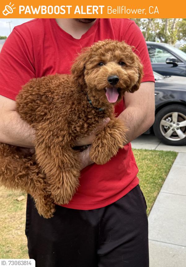 Found/Stray Male Dog last seen Actina ave, Bellflower, CA 90706