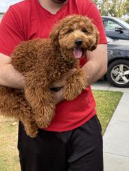 Found/Stray Male Dog last seen Actina ave, Bellflower, CA 90706