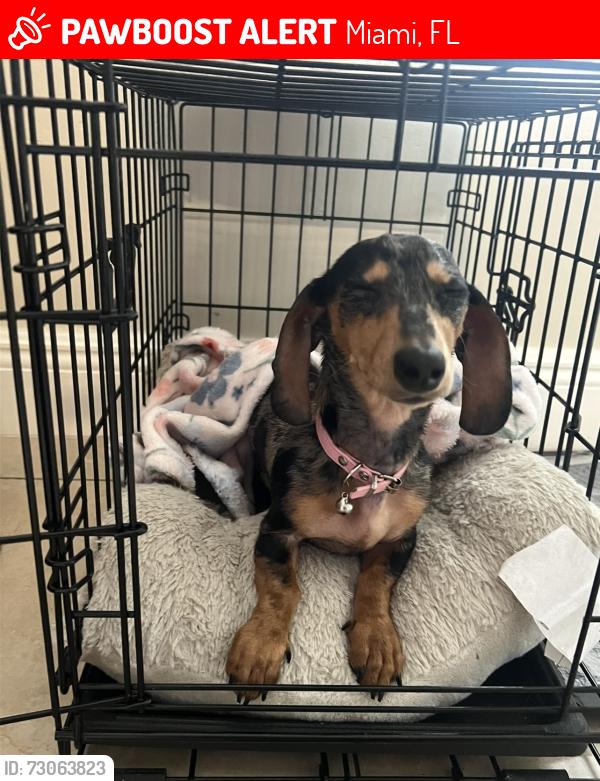 Lost Female Dog last seen Near ave & sw 169 st, Miami, FL 33157