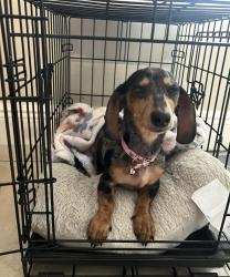 Lost Female Dog last seen Near ave & sw 169 st, Miami, FL 33157
