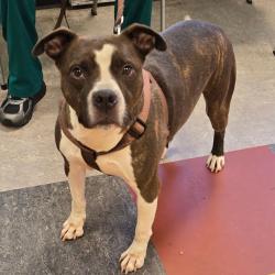 Shelter Stray Male Dog last seen , Animal Care & Control Team of Philly, 111 W Hunting Park Ave, Philadelphia, PA 19140, USA