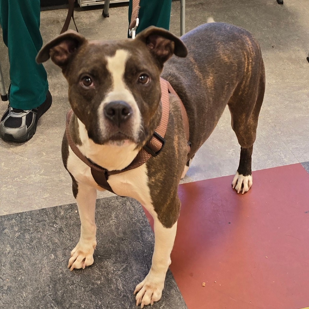 Shelter Stray Male Dog last seen , Animal Care & Control Team of Philly, 111 W Hunting Park Ave, Philadelphia, PA 19140, USA
