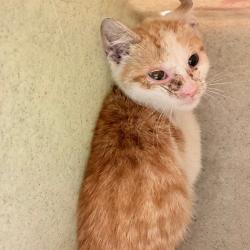 Shelter Stray Male Cat last seen , Animal Care & Control Team of Philly, 111 W Hunting Park Ave, Philadelphia, PA 19140, USA
