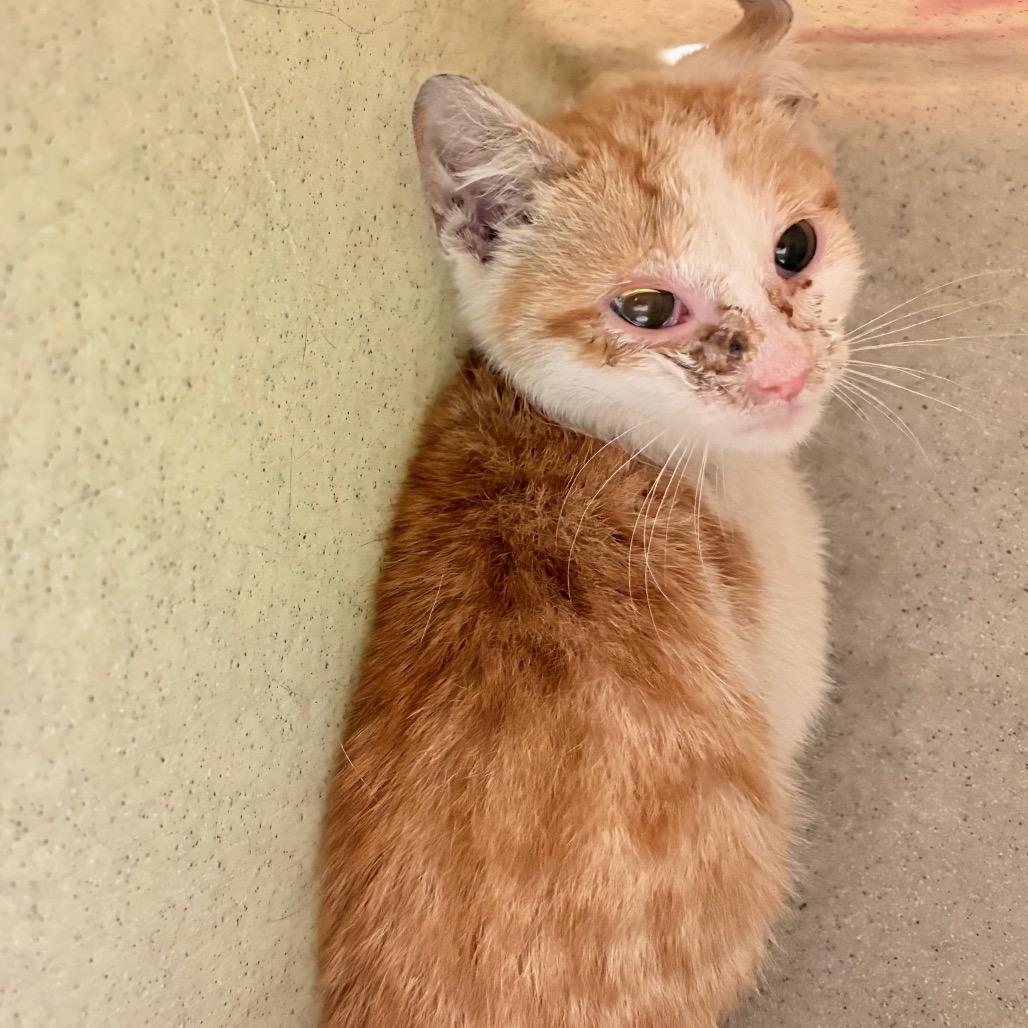 Shelter Stray Male Cat last seen , Animal Care & Control Team of Philly, 111 W Hunting Park Ave, Philadelphia, PA 19140, USA