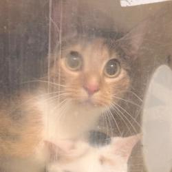 Shelter Stray Female Cat last seen , Animal Care & Control Team of Philly, 111 W Hunting Park Ave, Philadelphia, PA 19140, USA