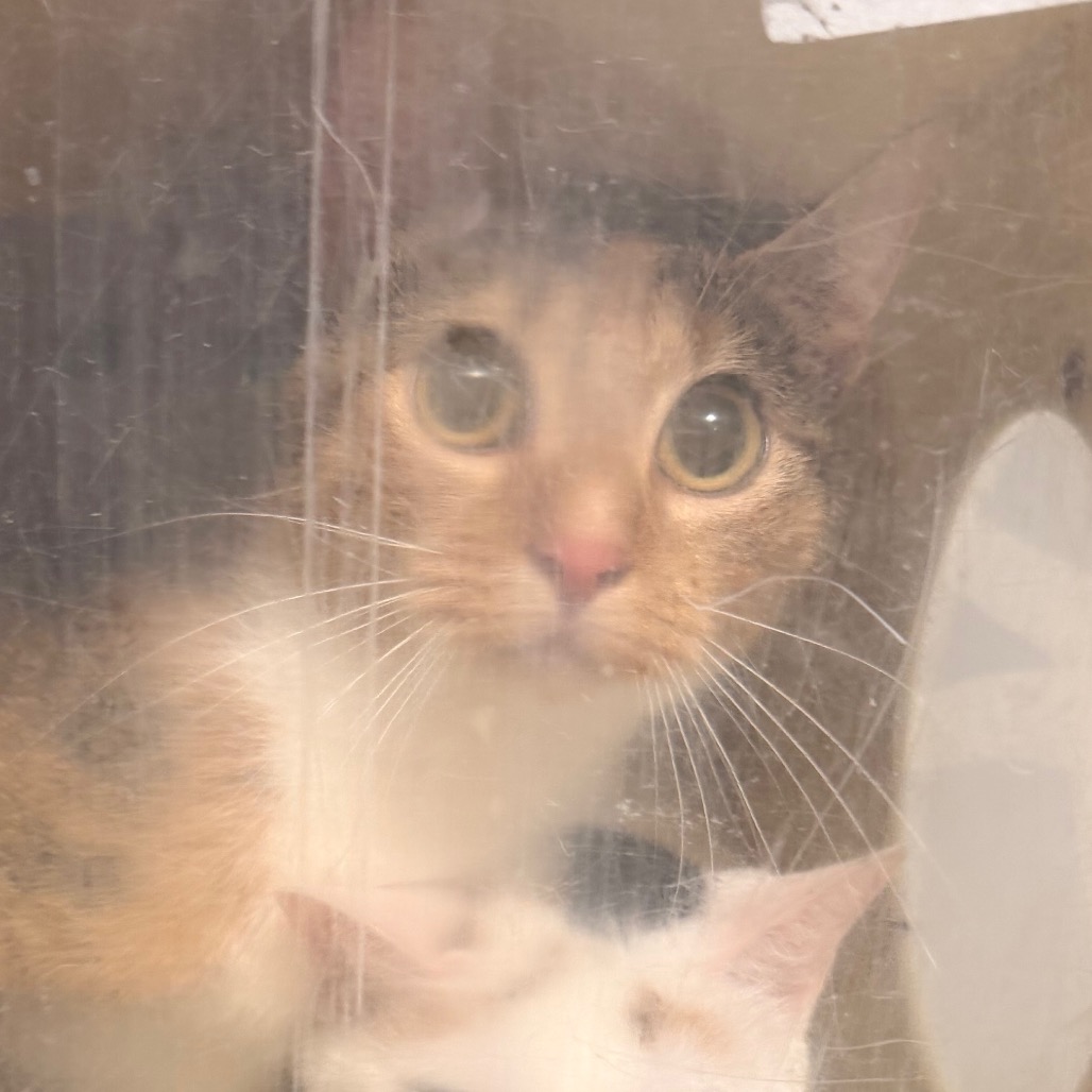 Shelter Stray Female Cat last seen , Animal Care & Control Team of Philly, 111 W Hunting Park Ave, Philadelphia, PA 19140, USA