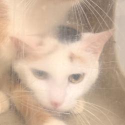 Shelter Stray Female Cat last seen , Animal Care & Control Team of Philly, 111 W Hunting Park Ave, Philadelphia, PA 19140, USA