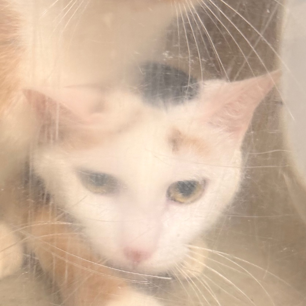 Shelter Stray Female Cat last seen , Animal Care & Control Team of Philly, 111 W Hunting Park Ave, Philadelphia, PA 19140, USA