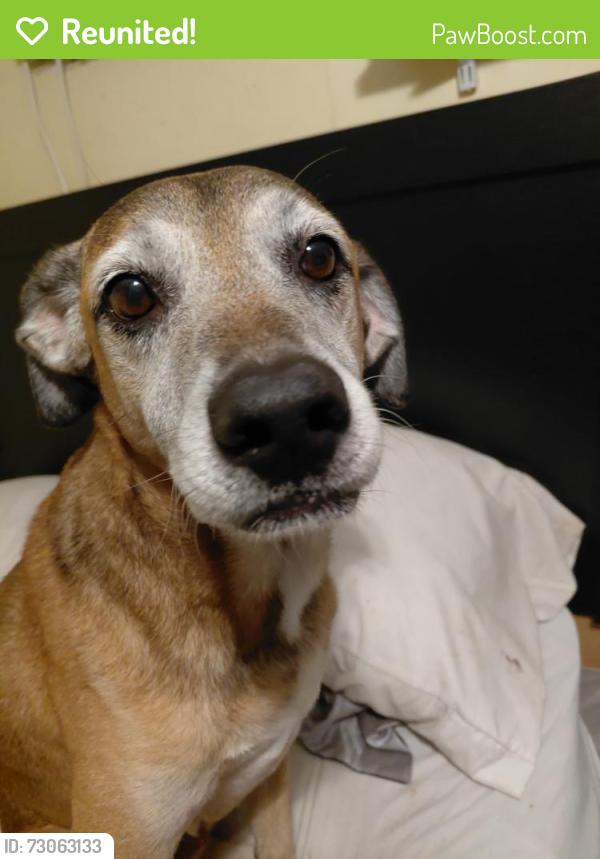Reunited Male Dog last seen Atlantic Blvd and Federal highway , Pompano Beach, FL 33060