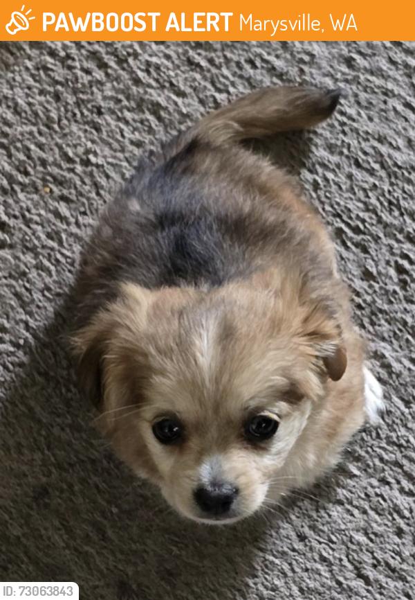Found/Stray Female Dog last seen 51st Ave NE Marysville, Marysville, WA 98270