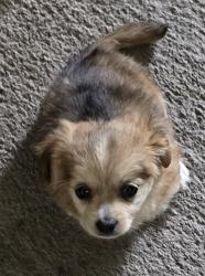 Found/Stray Female Dog last seen 51st Ave NE Marysville, Marysville, WA 98270