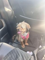 Reunited Female Dog last seen Between pacific hwy and s 288th , Kent, WA 98032