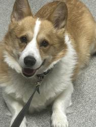 Lost Male Dog last seen 40th and Buchanan, Grand Rapids, MI 49548