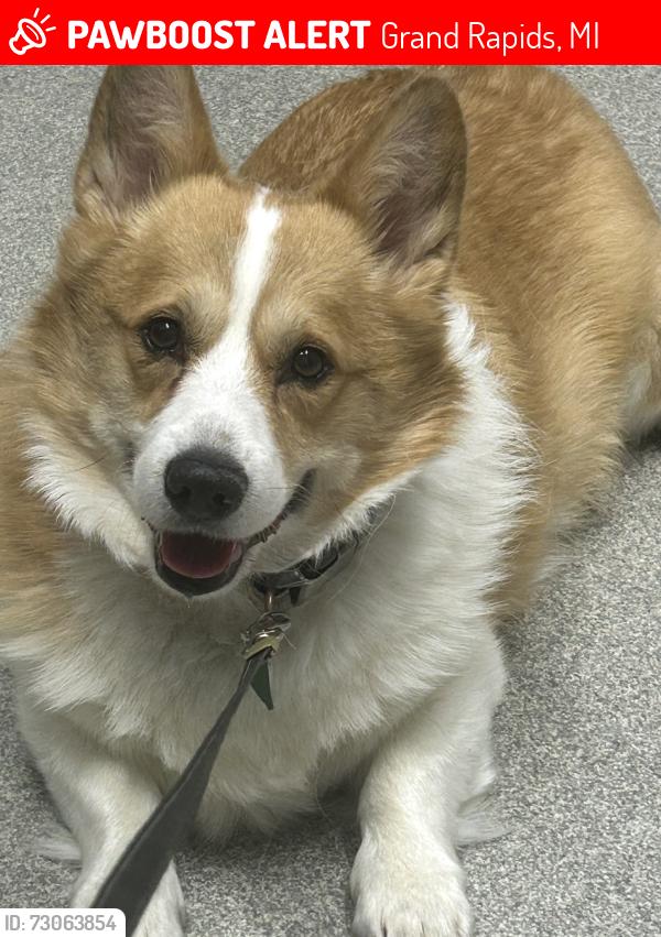 Lost Male Dog last seen 40th and Buchanan, Grand Rapids, MI 49548