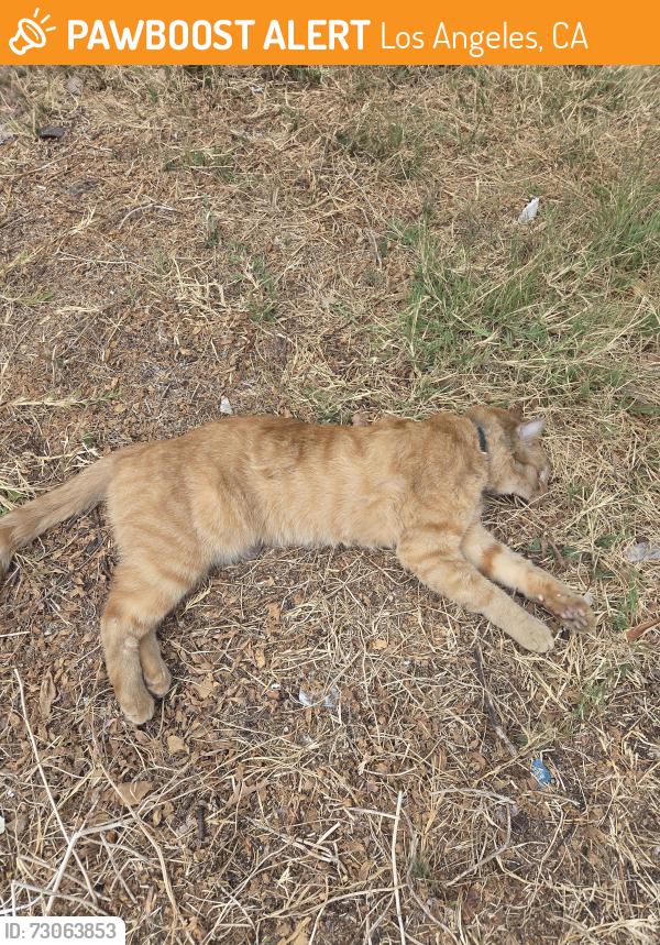 Found/Stray Unknown Cat last seen North sude of Franklin east if alexandria by the apt building driveway, Los Angeles, CA 90027
