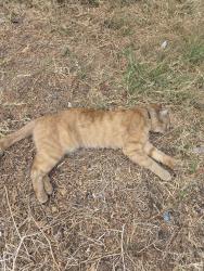 Found/Stray Unknown Cat last seen North sude of Franklin east if alexandria by the apt building driveway, Los Angeles, CA 90027