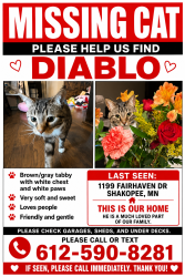 Lost Male Cat last seen Jennifer Lane, Shakopee, MN 55379
